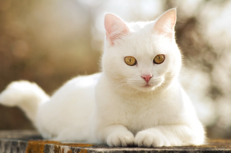 beautiful, cute, cat, 1080P, white cat, white