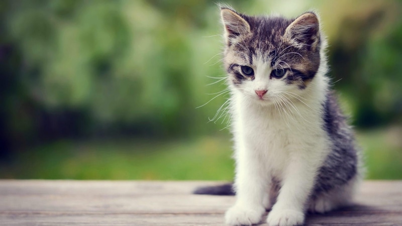 1080P, cute, cat, kitten