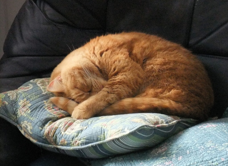 kitten, domestic Animals, animal, 1080P, cat, domestic Cat, orange, feline, tabby, pets, sleeping, cute