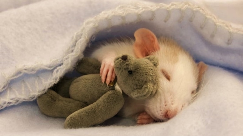 hair, mouse, 1080P, ear, eye, domestic, sleeping, softness, kitten, indoors, winter, nose, looking, animals, one animal, pet, furniture, tail, fur, pets