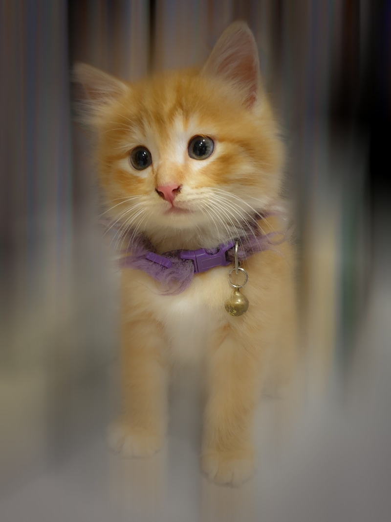 domestic animals, looking, kitten, vertebrate, playful, animal themes, focus on foreground, cute, mammal, eyes, indoors, cat, one animal, kitty, domestic