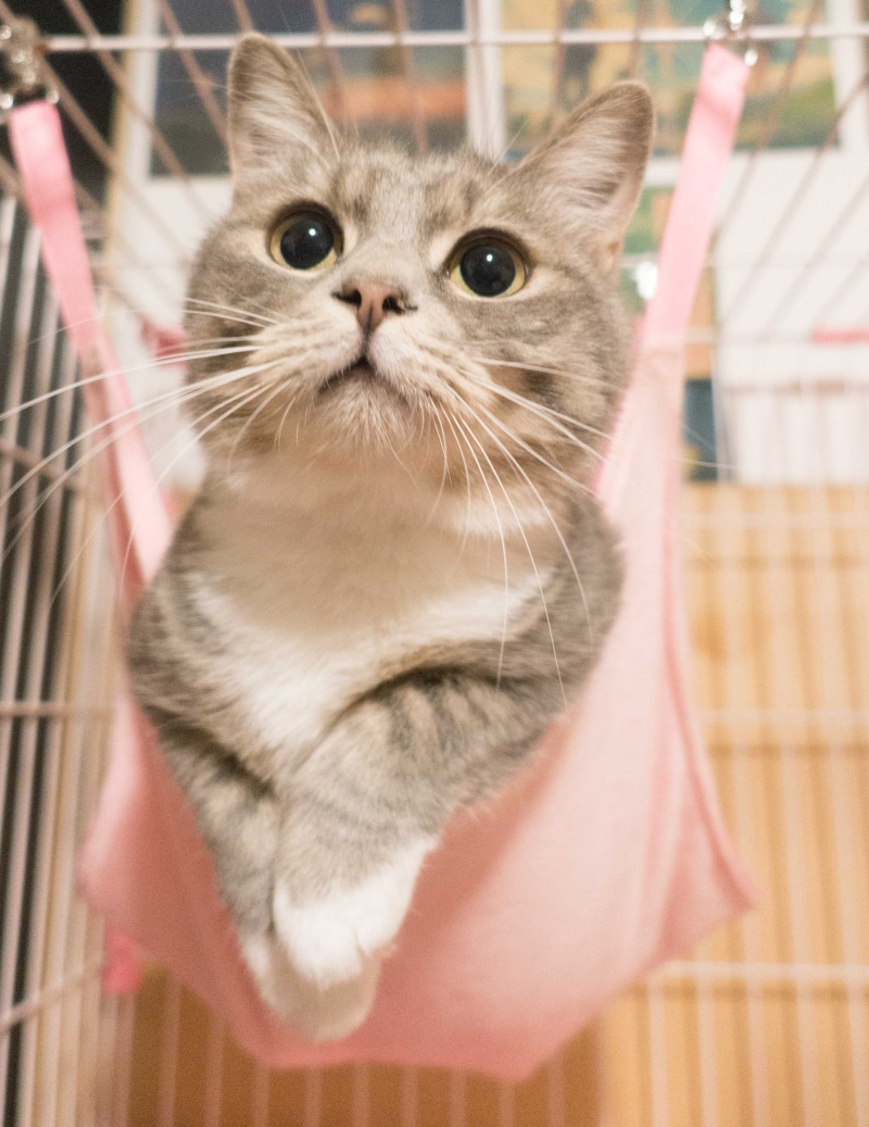 looking up, gray, 4K, animal themes, little, playful, kitty, domestic cat, indoors, young, animal head, tabby, furry, feline, animal, kitten, funny, downy