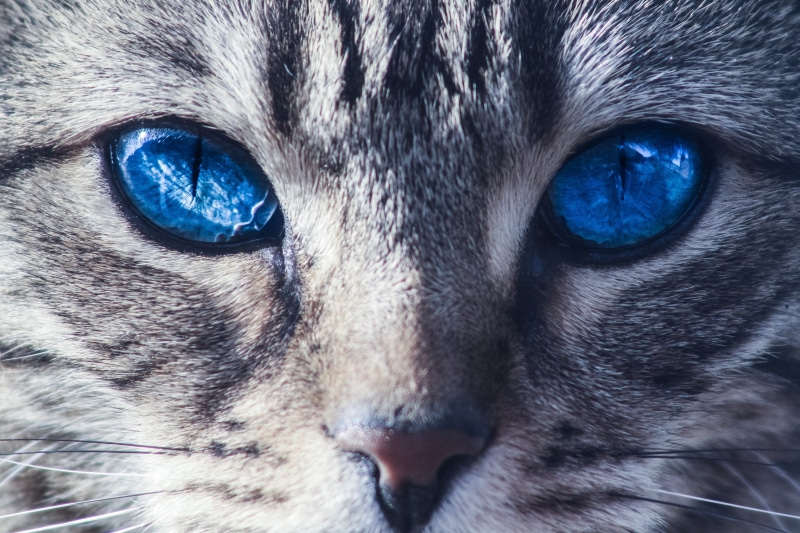 kitty, tail, extreme close-up, domestic animals, nature, whisker, smiling, friendship, cat, veterinary, mammal, purebred, young, animal, curiosity, eyes