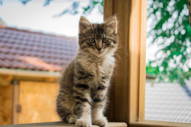 focus on foreground, 5K, adorable, domestic animals, photography, kitty, looking, near, tree, looking at camera, portrait, black, baby, sitting, cute