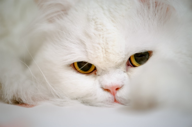 animals, gray, persian Cat, one Animal, fluffy, looking, softness, persian, pets, animal Head, close-up, mammals, contemplation, animal, small, looking at camera