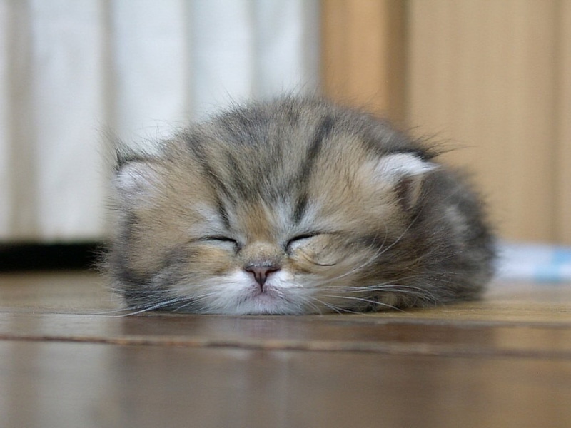 animals, persian cat, animal eye, kitten, sleeping, persian, mammal, napping, cat, domestic animals, brown, close-up, domestic, tired, indoors, no people