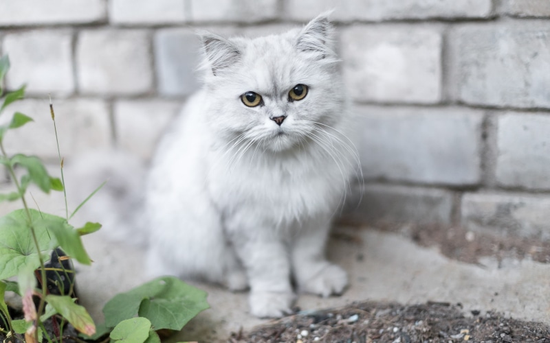 persian, kitten, animals, hd, white, cat, 2K