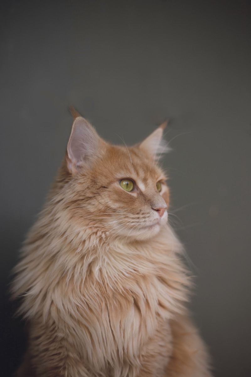 one animal, domestic animals, eyes, cat, maine coon cat, persian, animal head, ginger cat, looking, vertebrate, domestic, indoors, no people, cats, looking away