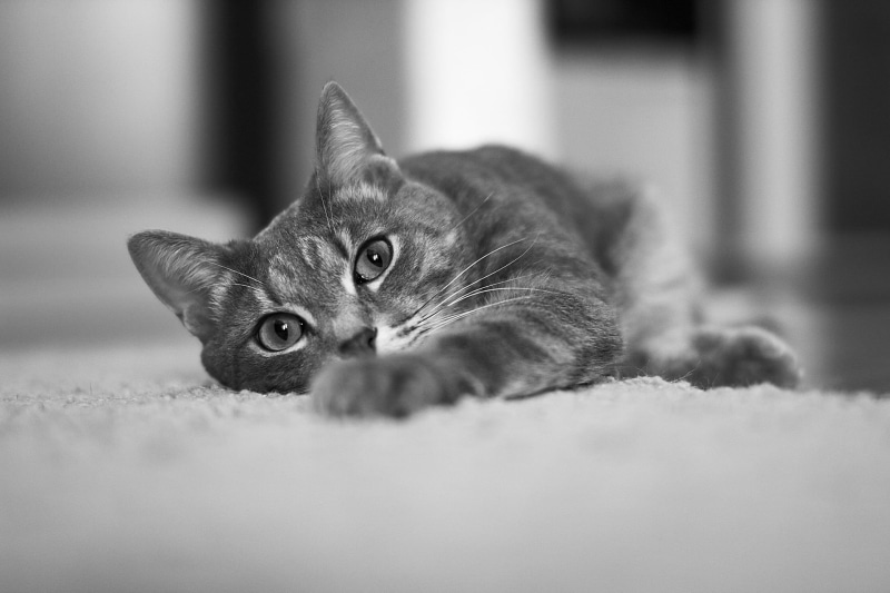 whisker, cute, silver tabby, feline, domestic Animals, tabby cat, blackandwhite, white, mammal, floor, looking, animal, 1080P, tabby, domestic Cat, rug