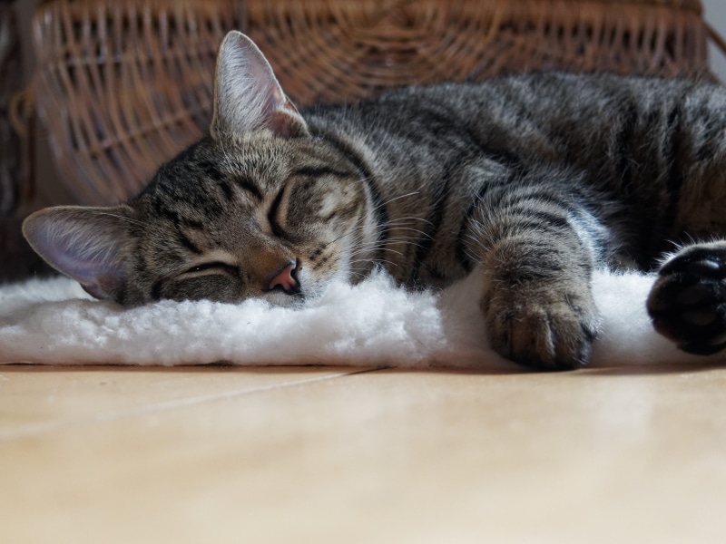 domestic, one animal, flooring, cat, adorable, kitten, sleepy, lying, whiskers, selective focus, domestic cat, rug, cute, portrait, whisker, domestic animals