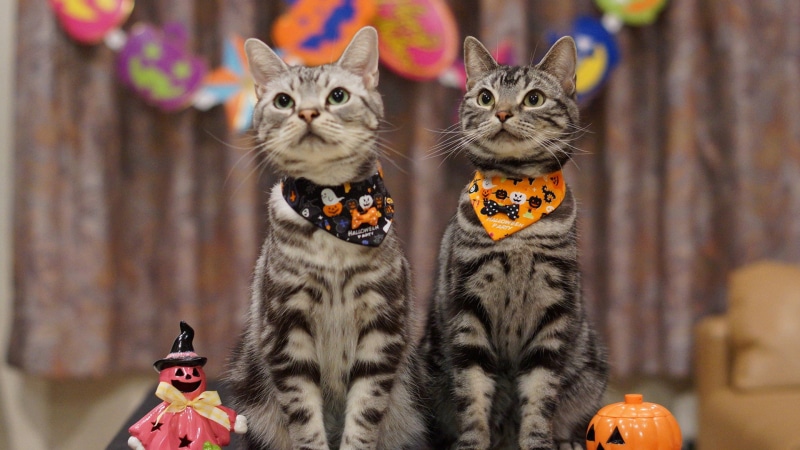 no people, young, focus on foreground, front view, whisker, curious, cute, pets, furry, little, pet, tabby, eyes, baby, animal, close-up, look, group of animals