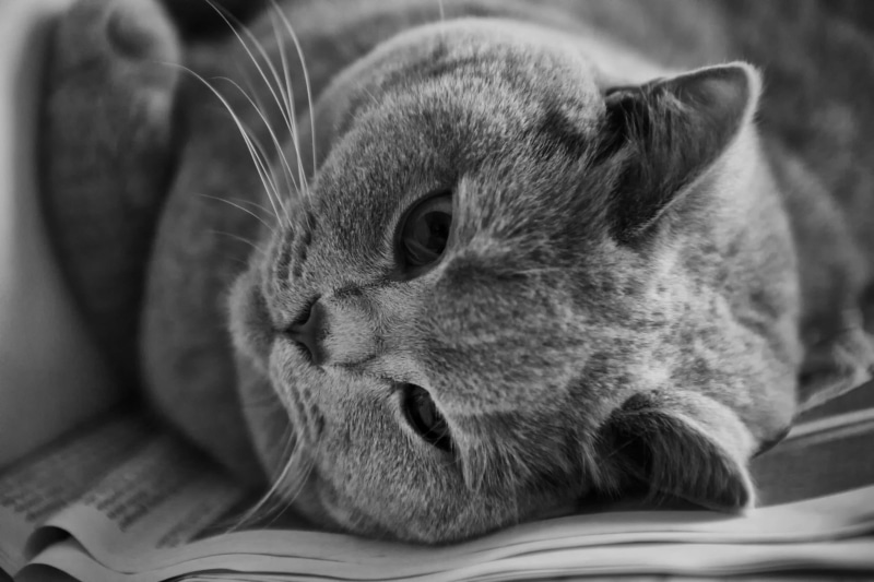 black and white, sleep, kitten, pets, feline, animal head, look, cat, cat face, focus on foreground, one animal, lying down, funny, mammal, animal themes