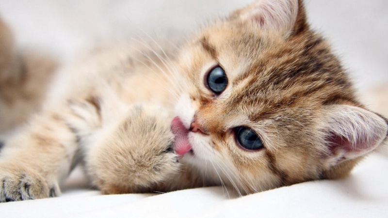 pets, curious, whiskers, kitty, cat, look, animals, expression, adorable, domestic, eye, eyes, whisker, charming, mammal, kitten, feline, face, portrait