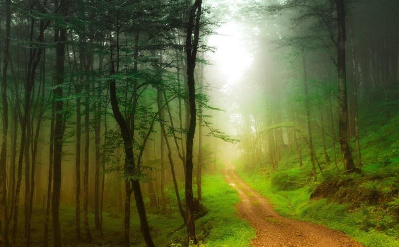 day, summer day, Scenic, trunk, forest, pathway, no people, hazy, mazandaran, outdoors, iran, 5K, Path, Forests, beauty in nature, plant, tranquil scene