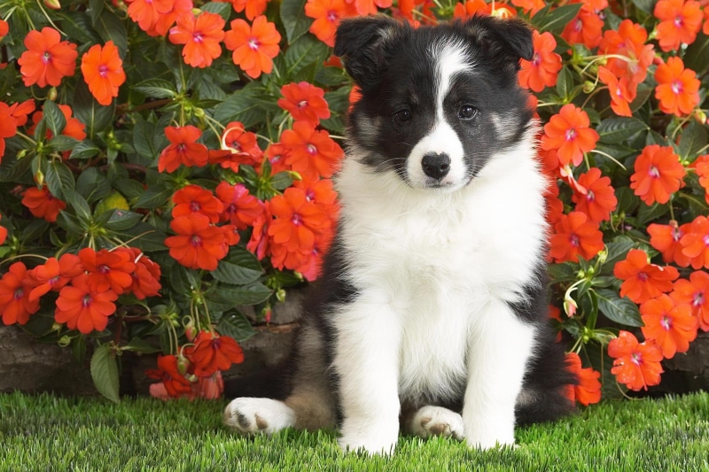 animals, sheepdog, shetl, 1080P, shetland sheepdog puppy, flea motel, puppy