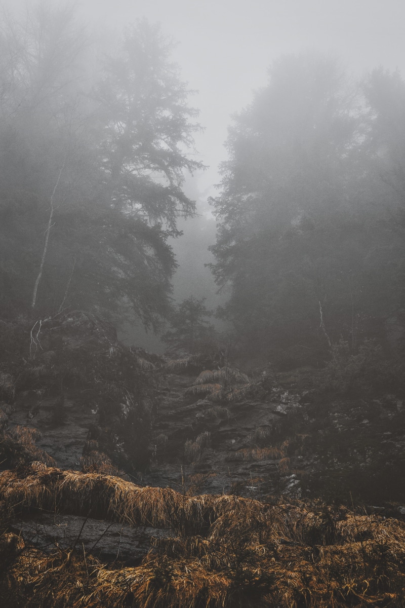 5K, cold, travel, outdoors, hazy, beauty in nature, land, plant, day, idyllic, tree, forest, fall, grass, log, nature, desktop
