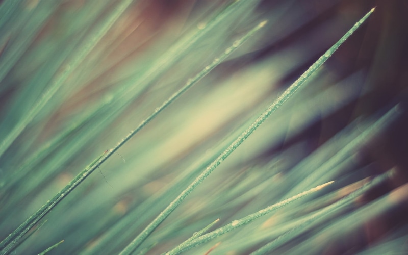 freshness, outdoors, green, abstract backgrounds, light, selective focus, full frame, 1080P, day, beauty in nature, frond, grass, plant, leaf, obliquely
