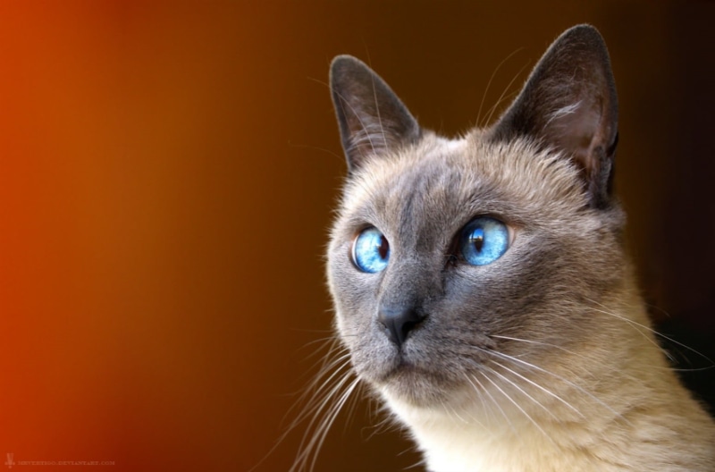 fur, pets, cute, eyes, 720P, short, coated, studio shot, looking, eye, whisker, close-up, animal Eye, mammal, portrait, oblique, no people, domestic Animals