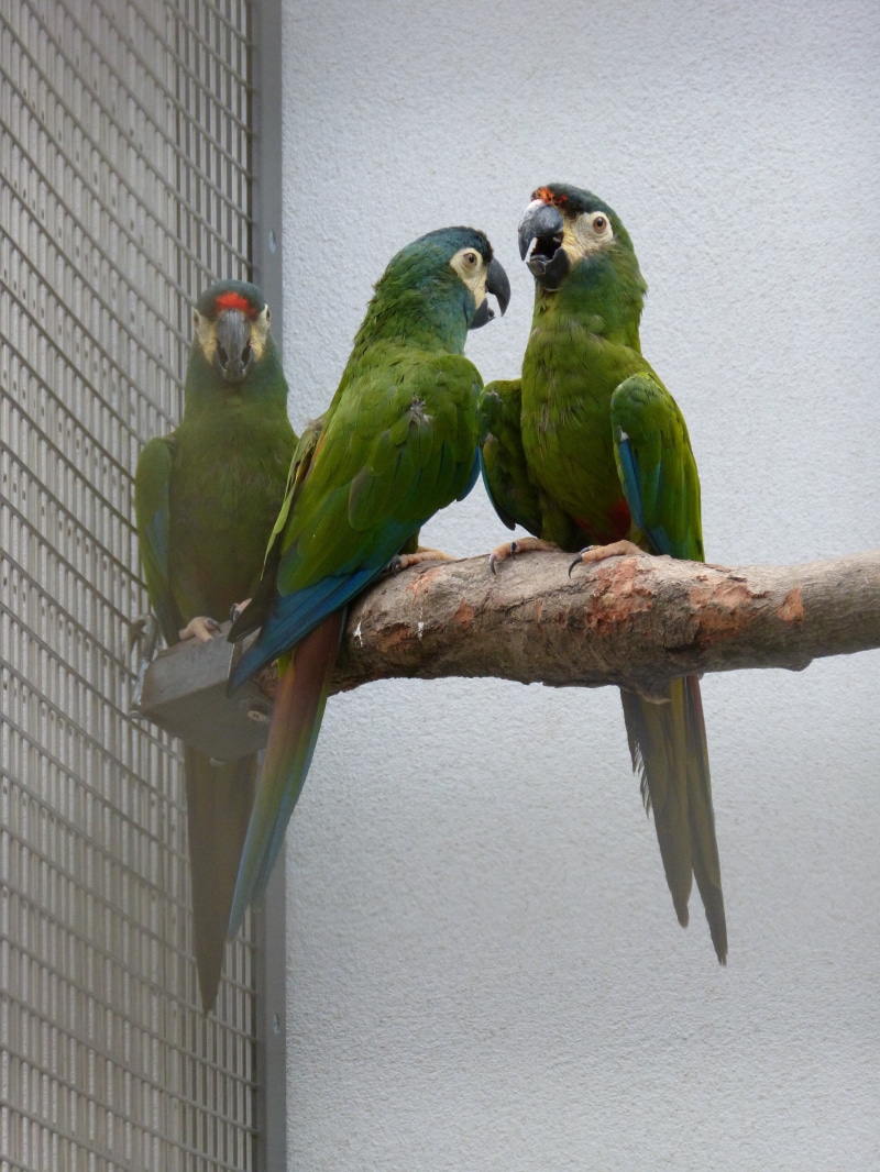 group of animals, no people, ara zoo, oblique, nature, animals in the wild, green, animal wildlife, outdoors, day, bill, plumage, two animals, 4K, animal world