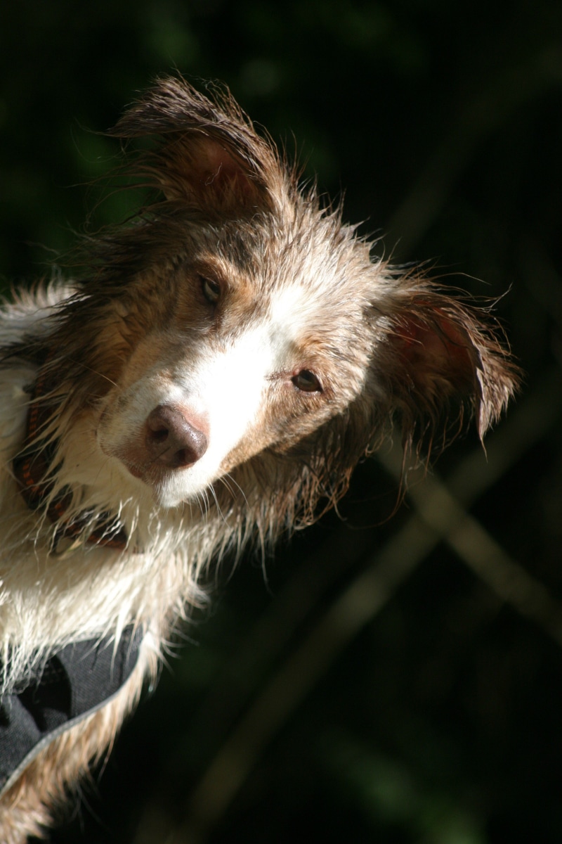 wet, portrait, animal head, nature, sunlight, 2K, animal themes, focus on foreground, no people, snout, animal, domestic, animal body part, red merle