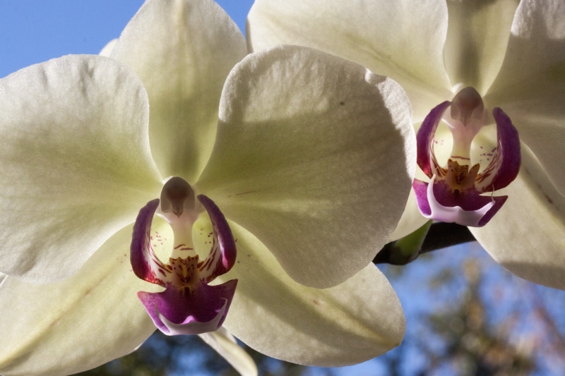 flora, purple, orchids, blossom, iris - plant, plant, phalaenopsis, freshness, bloom, inflorescence, focus on foreground, growth, petal, flower head, queen of flowers