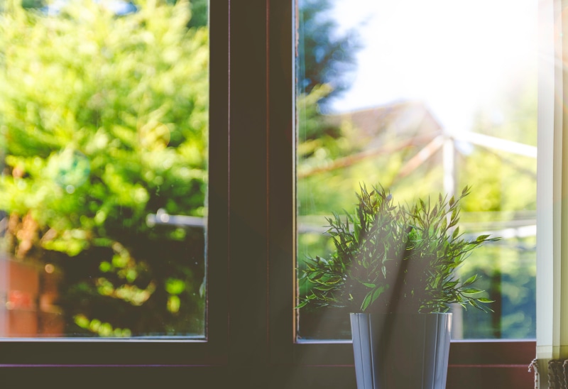 home interior, window sill, day, panes, nature, windows, planted, garden, plant, vase, house, leaf, tree, light, sunlight, leaks, yard, blue, transparent