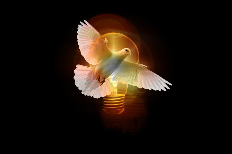 flying, indoors, light, beauty in nature, flapping, bird, 2K, pentecost, spread wings, studio shot, animal, holy spirit, shining, close-up, animals in the wild
