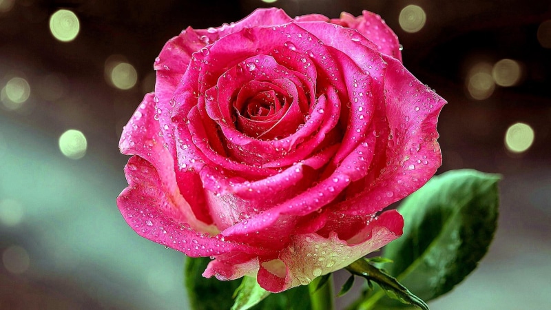 close up, rose, plant, dew, water drops, flora, drops, shine, petal, macro photography, 1080P, lights, garden roses, pink rose