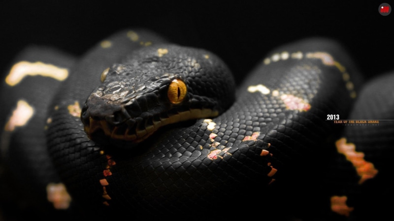 orange, animals in the wild, no people, vertebrate, animal body part, 1080P, animal wildlife, snake, one animal, animal eye, eyes, animal head, animal scale