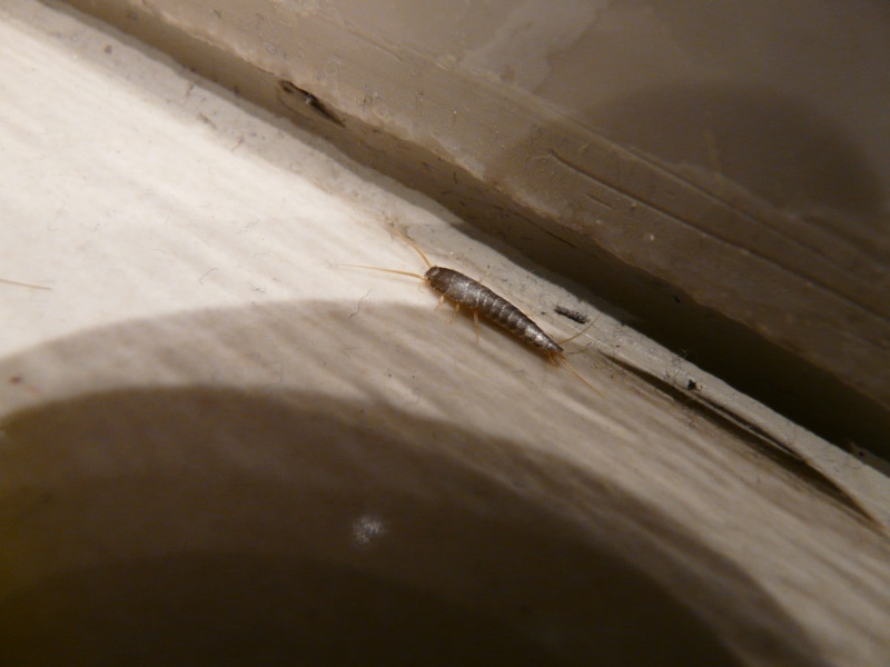 shiny, nature, silver grey, little fish, micrograph, silverfish, animal wildlife, wood - material, close-up, animal themes, microphotograph, animals in the wild