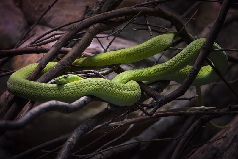 poisonous, outdoors, reptile, branch, animal themes, no people, nature, lizard, intertwined, vertebrate, plant, green color, tree, snake, animals in the wild
