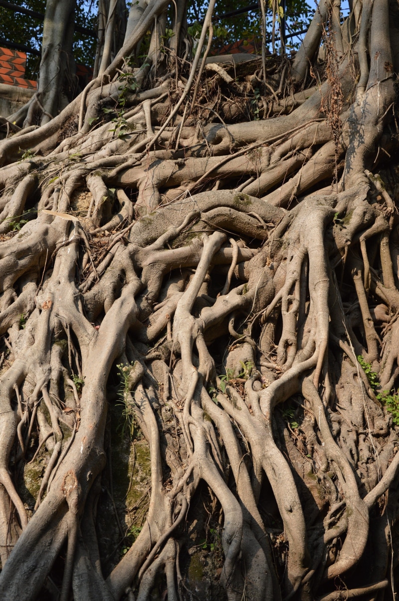 textured, plants, Roots, Woods, grey, large, outdoors, branch, forest, nature, grounds, abstracts, Ficus, big, wood - material, flora, Trees, 2K, land