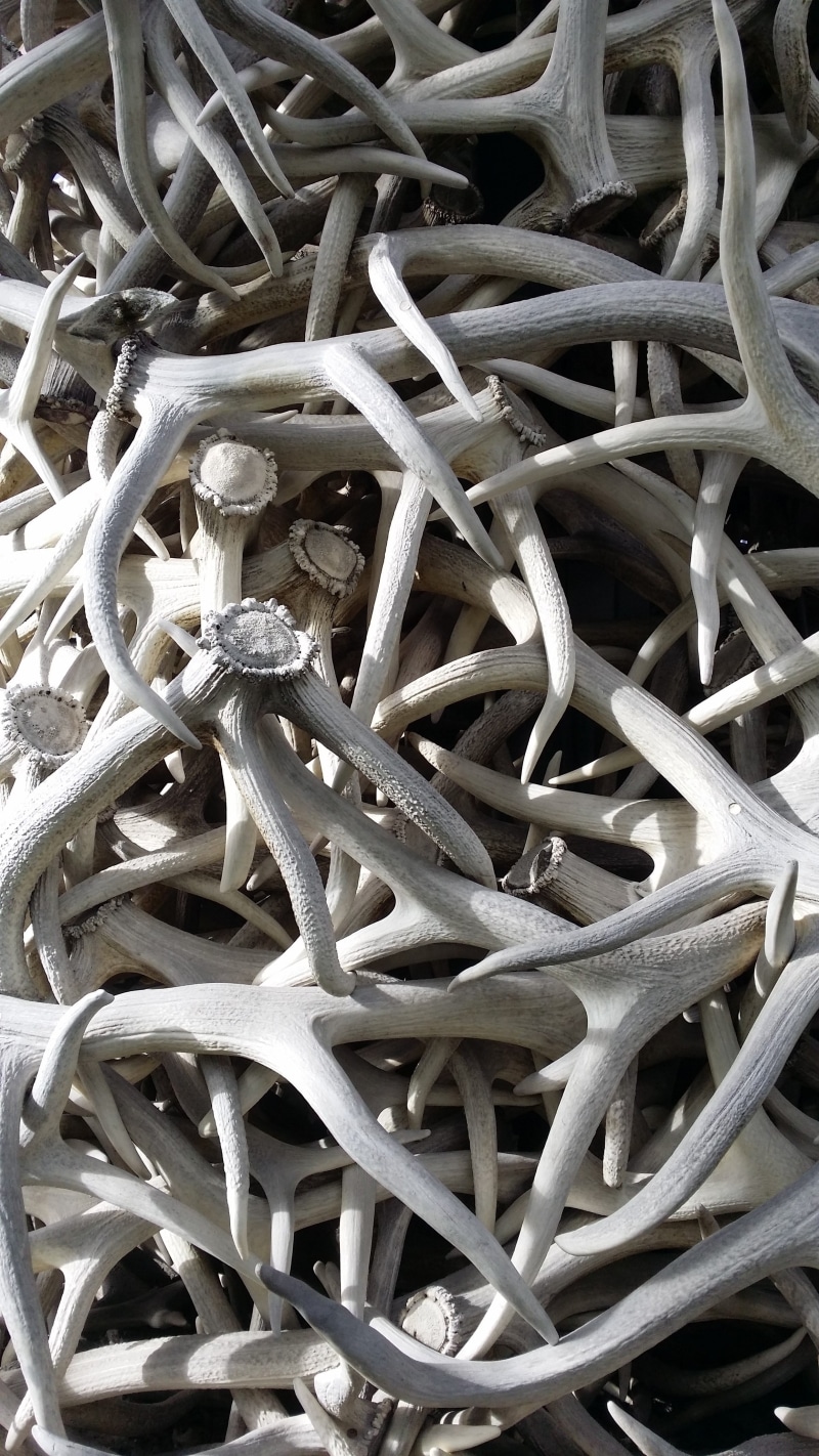 complexity, nature, design, indoors, full frame, 4K, abundance, Antlers, man made, high angle view, Jackson Hole, no people, wood - material, wyoming