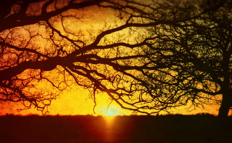 bare tree, plant, outdoors, tranquil scene, Vintage, Nature, Silhouettes, intertwined, sky, change, tree, United, orange color, silhouette, environment