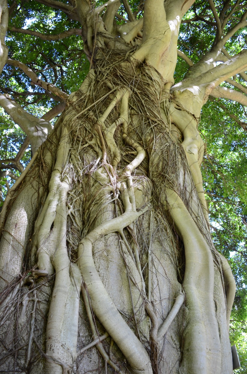 4K, human representation, day, branch, sculpture, growth, statue, roots, trunk, outdoors, cape town, tree trunk, tree, plant part, plant, art and craft