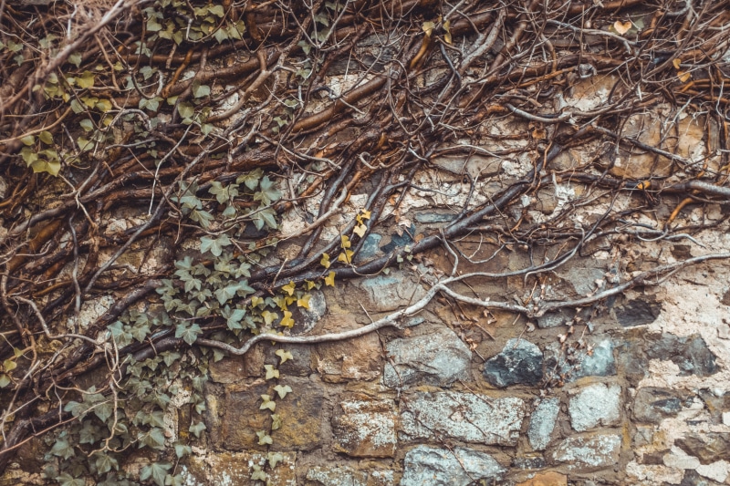 vine, day, vines, dry, no people, backgrounds, complexity, full frame, creeper plant, plants, outdoors, 5K, tree, ivy, plant part, land, intertwined, plant