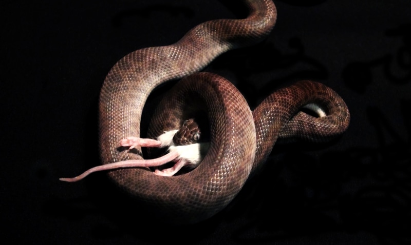 eating, sign, australia, poisonous, intertwined, nature, prey, animal scale, no people, snake, animal, curled up, spiral, animal wildlife, animals in captivity