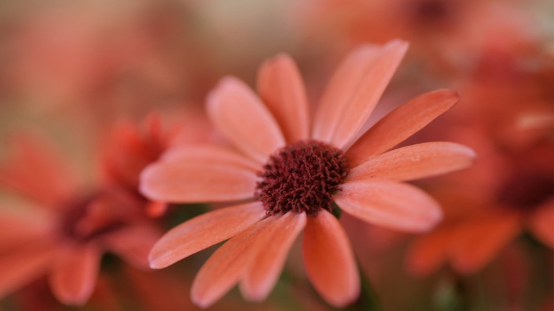 flowering plant, flower, 720P, red, beauty in nature, plant, freshness, macro, orange flowers, petaled, flower head, focus on foreground, fragility, nature