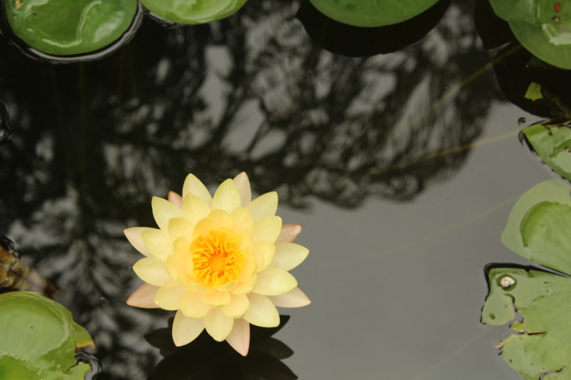lotus, high angle view, flower, plant part, photography, leaf, beauty in nature, outdoors, petal, nature, flowering plant, growth, orange flowers, fragility