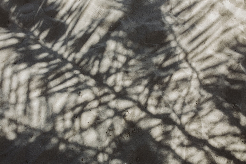 low angle view, focus on shadow, branch, 5K, leaf, tranquility, scenics - nature, no people, day, Palm leaf, nature, close-up, sky, pattern, sunlight