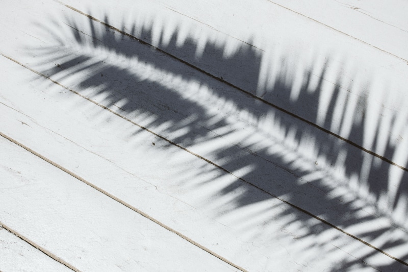 no people, close-up, built structure, snow, indoors, nature, leaves, shadow, metal, wall - building feature, architecture, pattern, sago palm, palm, backgrounds