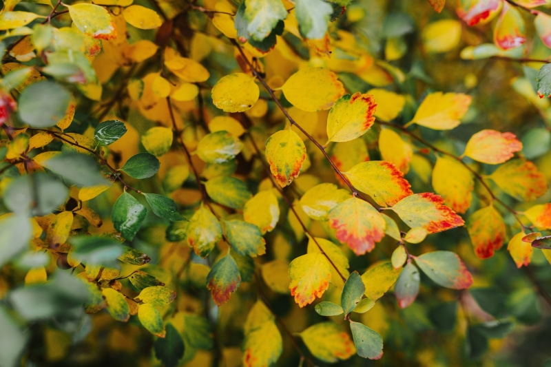 outdoors, autumn, forest, backgrounds, leaf, plant, 5K, plant part, no people, season, green, tranquility, focus on foreground, green color, leaves, Yellow