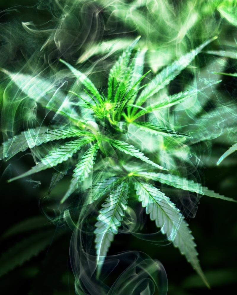 ganja, vulnerability, marijuana, green color, abstract, hemp, motion, herbal medicine, focus on foreground, thc, smoke - physical structure, close-up, sativa