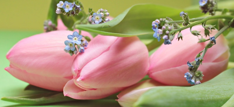 flowering plant, 4K, map, beauty in nature, forget me not, spring flowers, beauty, outdoors, no people, bloom, schnittblume, plant part, leaves, day, springtime