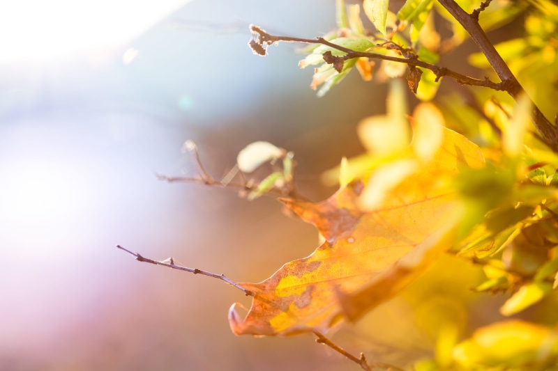 no People, growth, tree, tranquility, macro, abstract, day, nature, selective Focus, Colorful, autumn, environment, springtime, season, plant part, drop