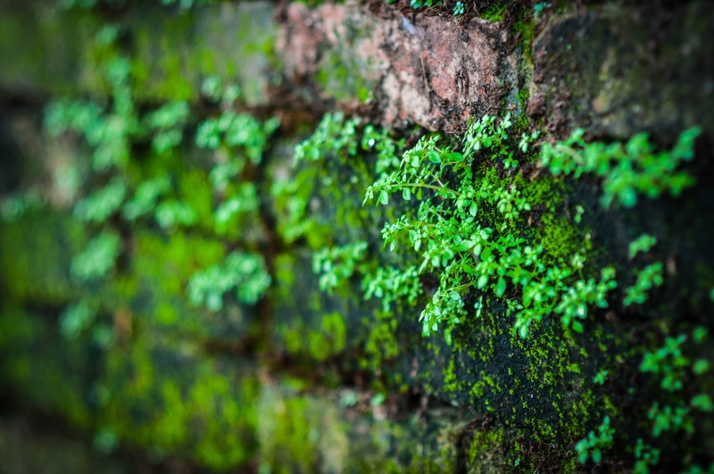 tree trunk, no people, green Color, lichen, ivy, moss, small, tree, Leaf, selective focus, Natural, outdoors, beauty in nature, backgrounds, growth, trunk