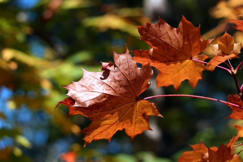 plant part, maple Tree, 4K, change, Close-up shot, fragility, backgrounds, colors, nature, no people, vibrant Color, close-up, Autumn colours, captured