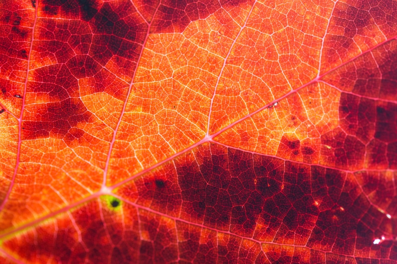 no people, orange color, Red, textured, illuminated, beauty In Nature, natural pattern, Structure, backgrounds, season, macro, 4K, outdoors, leaves, extreme close-up