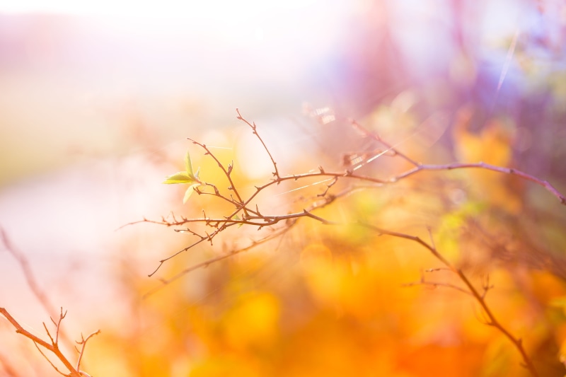 winter, beauty In Nature, summer, cold, color Image, leaf, multi colored, colorful, branch, 4K, close-up, idyllic, nature, bush, scenics - nature, forest