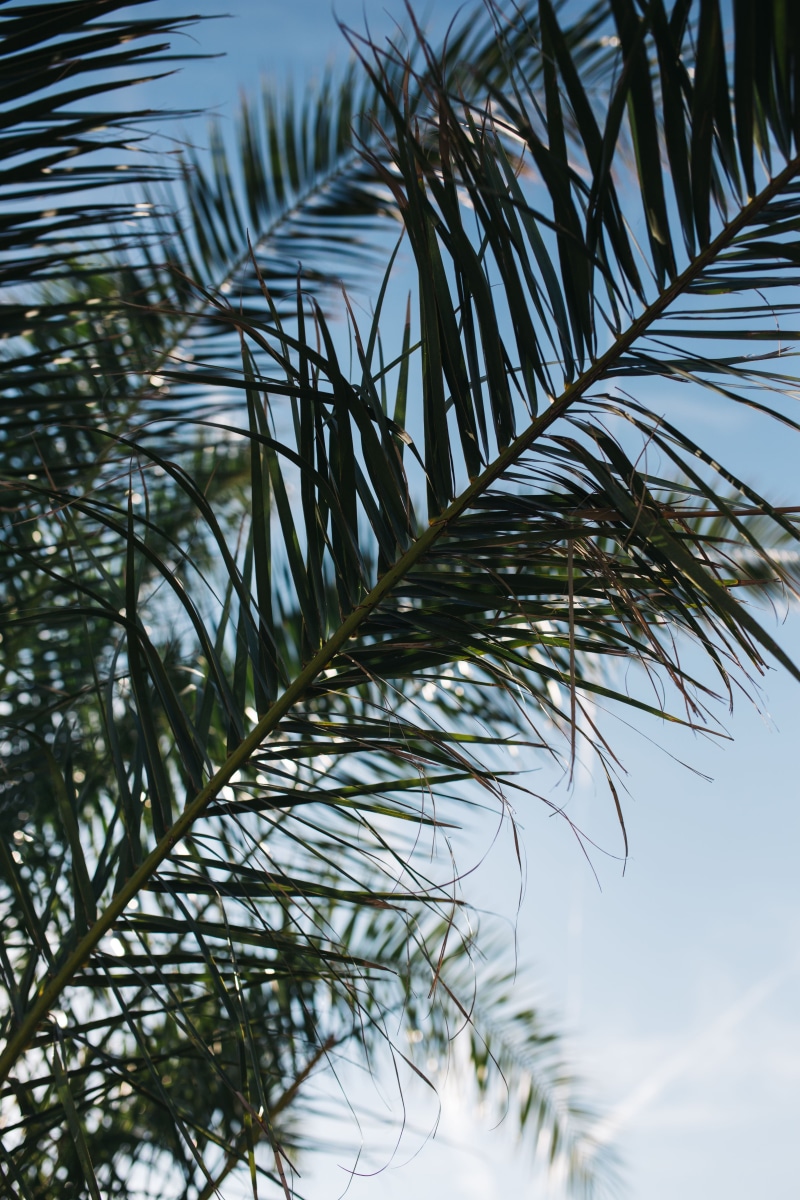 nature, outdoors, tropical, leaves, tree, plant, leaf, palm, tranquility, frond, day, beauty in nature, branch, sky, plant part, growth, tropical Climate